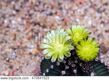 Yellow Flower Of Gymnocalycium Cactus Growing In Gravel Sand Ground