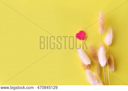 Nice Lagurus On Yellow Light Spring Background.
