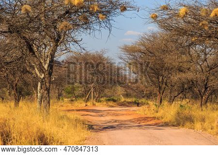 Andersson Trail In Waterberg Plateau National Park, Kalahari, Otjiwarongo, Namibia, Africa. Communal