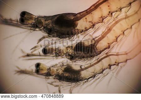 Closeup Gills Of Shrimp Under Light Microscope, Shrimp Larvae Under A Microscope. Shrimp, White Shri