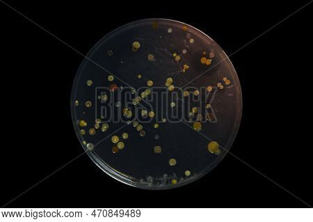 Petri Dish And Culture Media With Bacteria On Black Background With Clipping, Test Various Germs, Vi