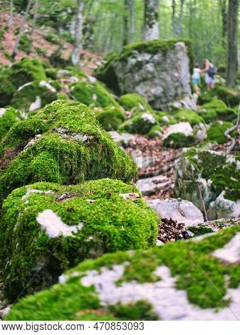 A Group Of Stones In The Autumn Forest. In The Midst Of A Small Mixed Forest, Several Large Stones L