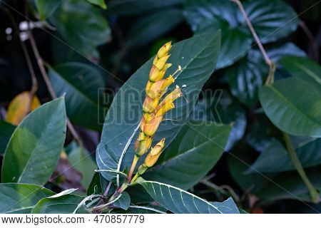 Flower Of A Sanchezia Speciosa