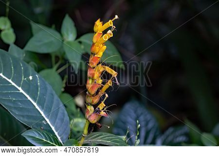 Flower Of A Sanchezia Speciosa