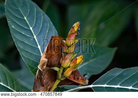Flower Of A Sanchezia Speciosa