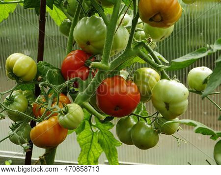 Tomatoes Ripe Redder And Not Ripe Green On A Branch In A Greenhouse