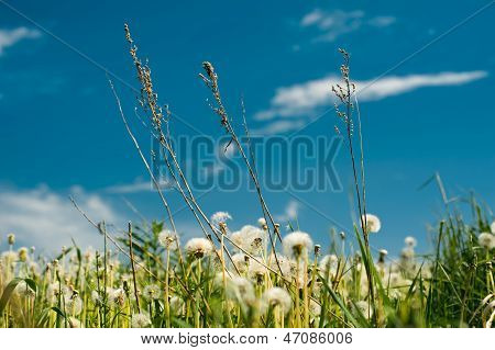 dandelions
