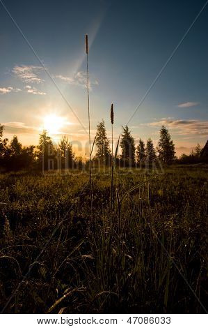 Sunrise in the field