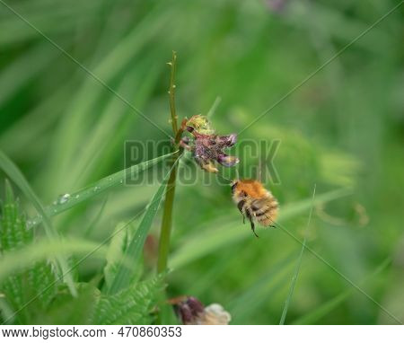 Bumblebee Fauna Insect Animals Wildlife Closeup Fly Flower Spring Nature Neunkirchen