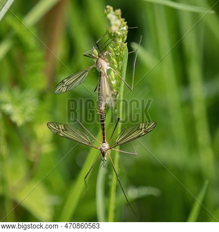 Mosquito Closeup Animals Wildlife Spring Insects Saarland