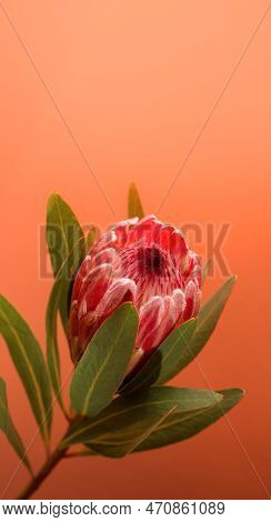 Beautiful Protea Flower Against A Peach Color Background. Blooming Pink King Protea Plant. Exotic Fl