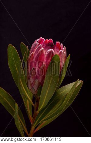 Beautiful Protea Flower Against A Black Background. Blooming Pink King Protea Plant. Exotic Flower C
