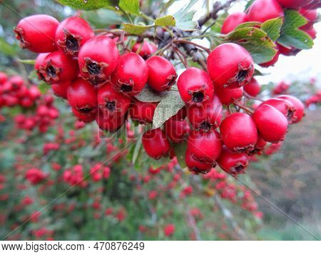 Wild Hawthorn Berries In Natural Conditions, A Medicinal Plant, Harvesting Berries