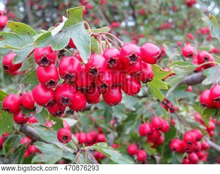 Wild Hawthorn Berries In Natural Conditions, A Medicinal Plant, Harvesting Berries