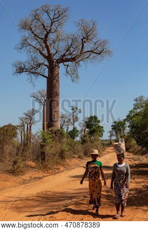 Belo Sur Tsiribihina, Madagascar - November 4. 2022: Malagasy Women With Basket On Their Heads Walk 