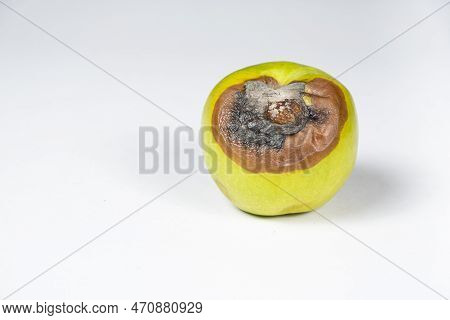 A Rotten Green Apple On White Background. Rot On Fruit, Spoiled Fruit
