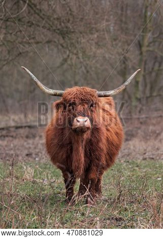 Frontal View Of A Highland Cow In The Broekpolder In Vlaardingen, The Netherlands, Scottish Highland