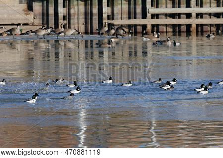 Flock Of Common Goldeneye (bucephala Clangula) And Greater Scaup (aythya Marila) On The River