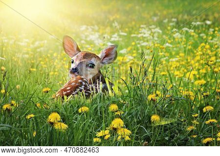 The Beautiful Deer Making Pause In Yellow Flowers On The Grass
