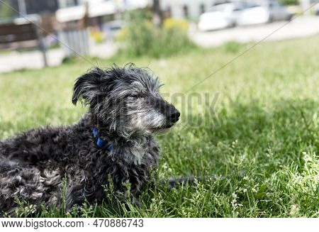 Mixed Breed Dog Bedlington Terrier Or Bedlington Whippet Gray Fluffy Senior Dog Resting On Green Gra