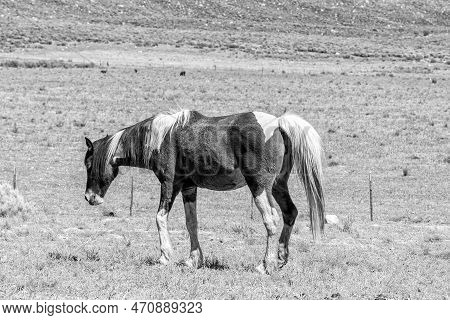 A Horse At Kromrivier Cederberg Park In The Western Cape Cederberg. Monochrome