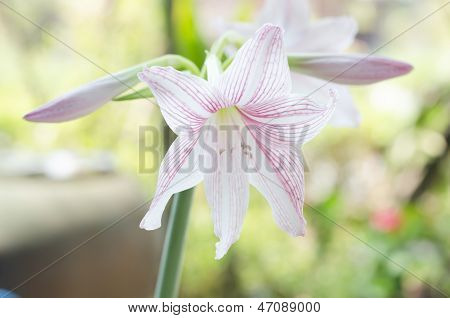 Beautiful Hippeastrum Johnsonii