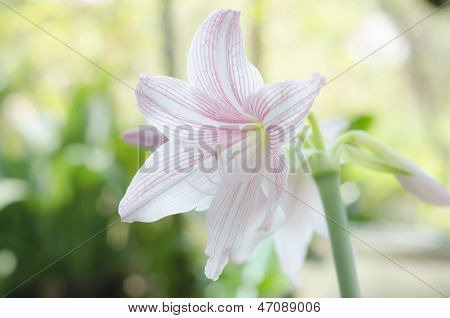 Beautiful Hippeastrum Johnsonii