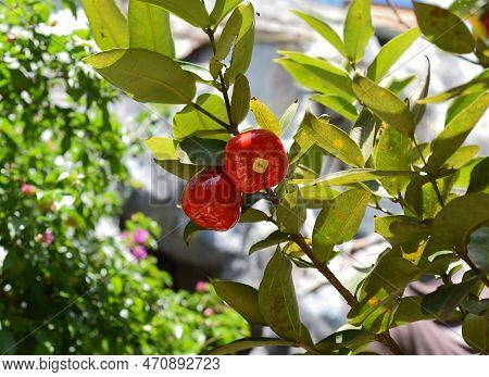 Syzygium Jambos Known As Rose Apple And Pomarrosa Growing In Vietnam