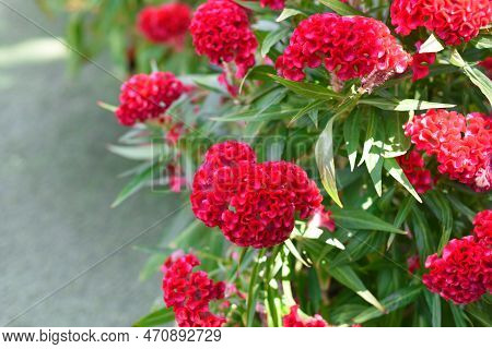 Red Celosia Cristata Flower Growing In Da Lat Vietnam