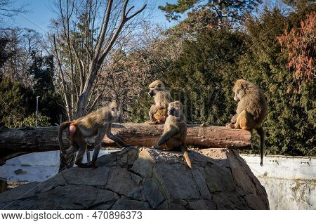Four Yellow  Baboons (papio Cynocephalus) Sitting On The Rock In The Park.