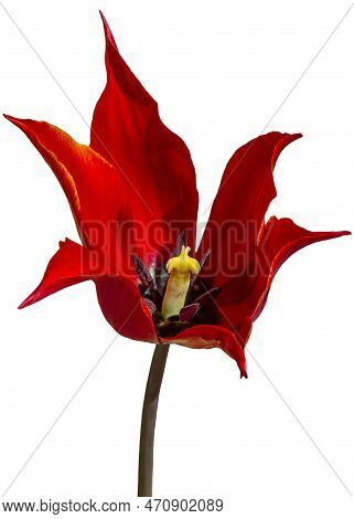 Big Red Tulip Isolated On White Background Spring And Holiday Concept