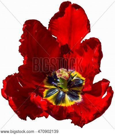 Big Red Tulip Isolated On White Background Spring And Holiday Concept
