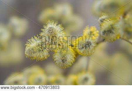 Flowering Tree Salix Caprea In Early Spring