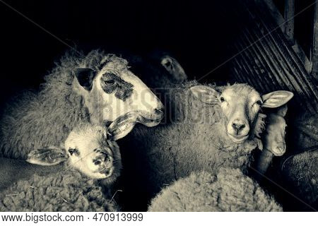 A Family Of Sheep In A Barn. Slovakia, Region Kysuce.