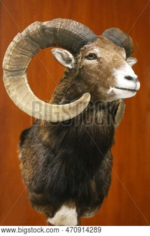 Hunting Trophy Taxidermy Detail Objects