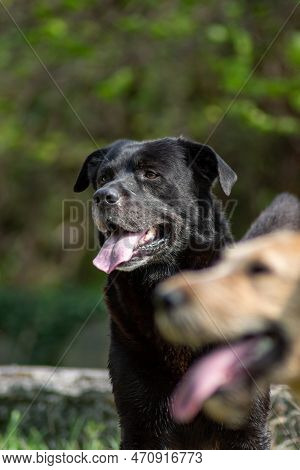 Two Dogs Are Waiting A Treat After Exhausting Day In Nature