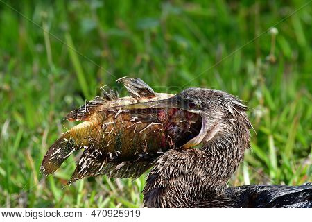 Anhinga - Anhinga Anhinga - Swallowing Large Fish On Anhinga Trail In Everglades National Park, Flor
