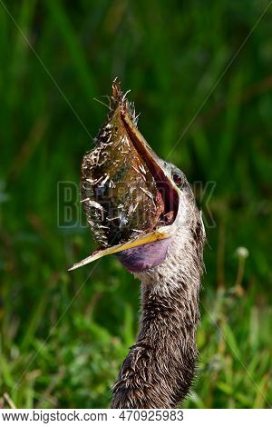 Anhinga - Anhinga Anhinga - Swallowing Large Fish On Anhinga Trail In Everglades National Park, Flor