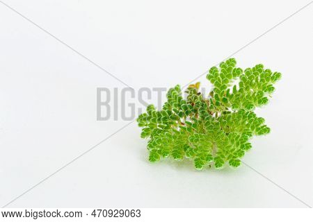 Green Azolla Microphylla  On White Background. Used As An Ingredient In Animal Feed.