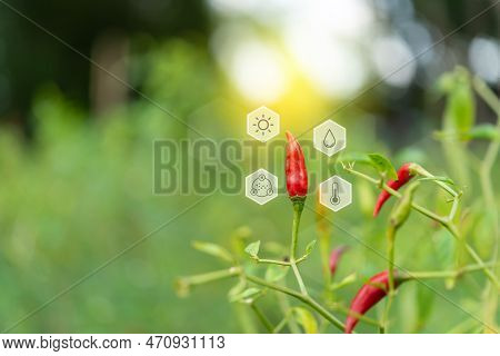 Smart Farm, Chilli Peppers Or Green Chilies Farm