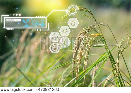 Smart Farm, Nature Of Rice Field On Rice Paddy