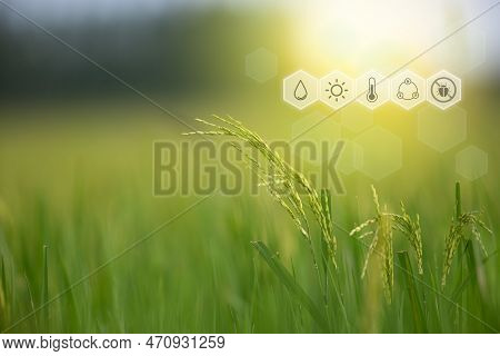 Smart Farm, Nature Of Rice Field On Rice Paddy