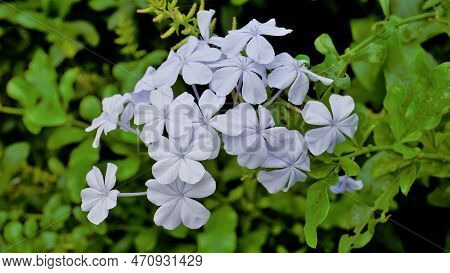 Plumbago Auriculata Also Known As Cape Plumbago, Leaderwort, Blister Leaf, Quaker Blossom Etc