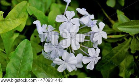 Plumbago Auriculata Also Known As Cape Plumbago, Leaderwort, Blister Leaf, Quaker Blossom Etc