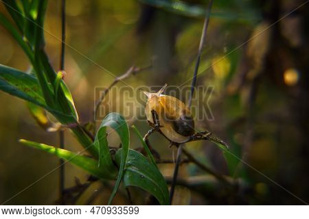 Snail - Small Animal On Meadow Plants