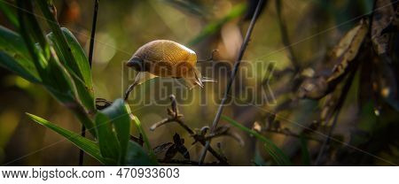 Snail - Small Animal On Meadow Plants
