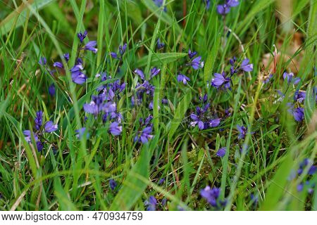 Natural Closeup On The Colorful Blue Common Milkwort Polygala Vulgaris Wildflower