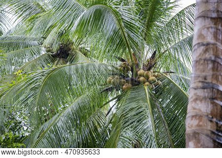 Thailand Prachuap Bang Saphan Coconut