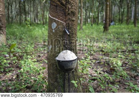 Thailand Prachuap Bang Saphan Rubber Tree