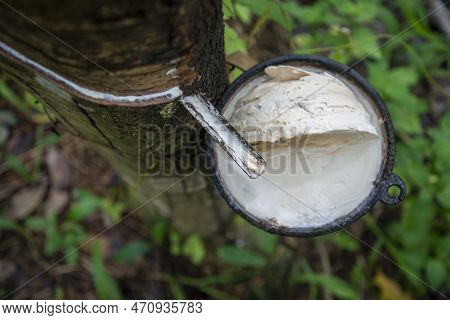 Thailand Prachuap Bang Saphan Rubber Tree